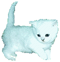 chaton