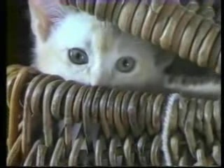 LE CHAT