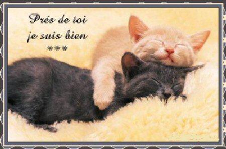 les chats