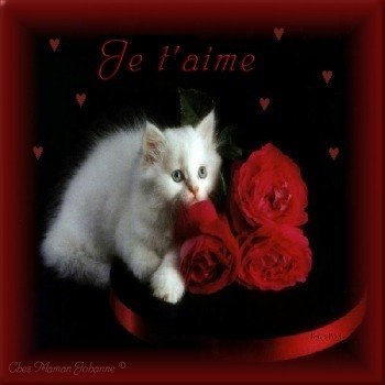 le petit chat amoureux