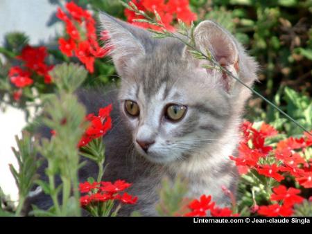 LE CHATON FLEURIS